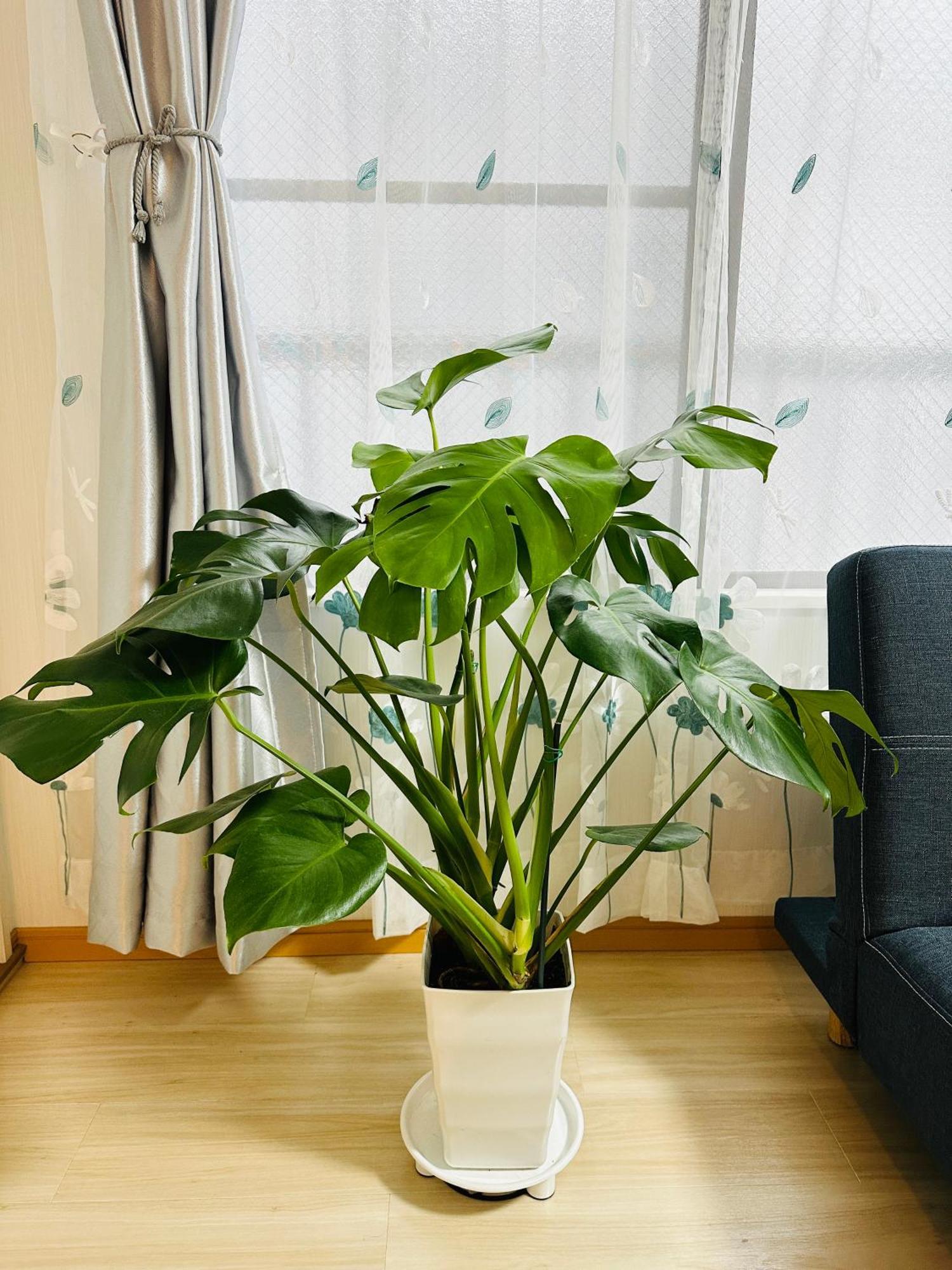 Ueno Yuyuhouse 1Ldk For Rent, Close To Senso-Ji Temple,Kaminarimon Gate,Kappabashi Dougu Street,Akihabara,Shinjuku And Disneyland Tokio Buitenkant foto